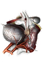 Artères du bassin chez l'homme