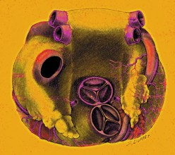 Les oreillettes du coeur