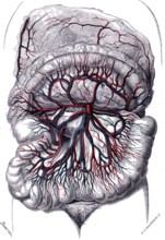 Anatomie descriptive