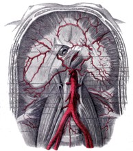 Anatomie descriptive