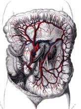 Anatomie descriptive
