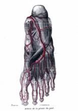 Artères de la plante du pied