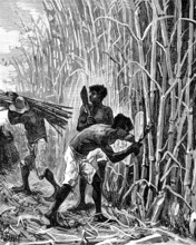 Extracteurs de caoutchouc au Brésil