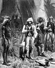 Forêt d'hévéas au Brésil