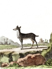 Le chevrotin de Java