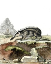 Grand hérisson tenrec