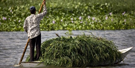 Transport des récoltes agricoles sur le delta du Nil