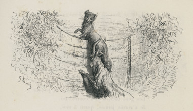 Le Renard et le Bouc