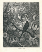 Fable "Philomèle et Phrogné"