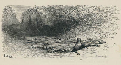 Fable "Le Geai paré des plumes du Paon"