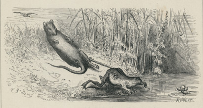 Fable "La Grenouille et le Rat"
