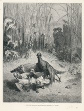 Fable of La Fontaine 'The Lark and Her Young Ones'