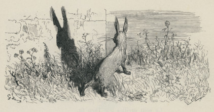 Fable "Les Oreilles du lièvre"