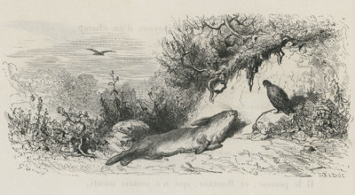 Fable of La Fontaine 'The Hare and the Partridge'