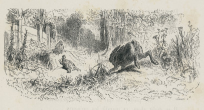 Fable "Le Lièvre et la Tortue"