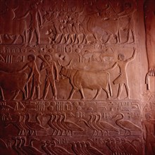 Saqqarah, Mastaba de Ptahhotep, scène de recensement des bovins et des oies des domaines du propriétaire de la tombe