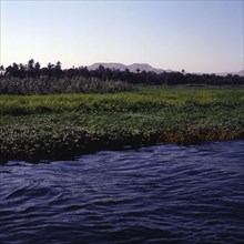 Louxor, Le Nil à l’époque des hautes eaux en juillet