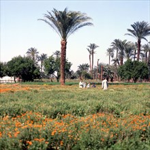 Thebes, Pasture and palm trees