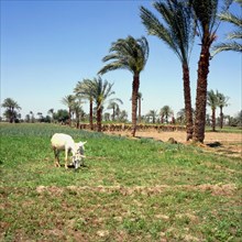 Thebes, Pasture and palm trees : she-ass and offspring