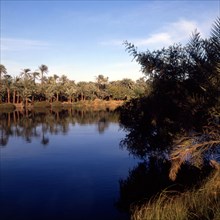 The Nile - the wooded banks