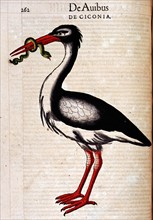 Conrad Gesner, Manuscrit "Historiae animalium", livre II : "Quadrupedipus oviparis"