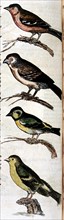 Manuscrit de Mathurin -Jacques Brisson, "desseins originaux de l'ornitologie ou Méthode contenant la division des Oiseaux en ordres, sections, espèces et leurs variétés