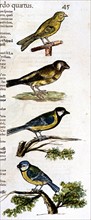Manuscrit de Mathurin -Jacques Brisson, "desseins originaux de l'ornitologie ou Méthode contenant la division des Oiseaux en ordres, sections, espèces et leurs variétés