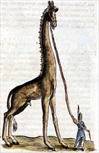 Gesner, Manuscript "Historiae animalium", book II : "Quadrupedipus oviparis"