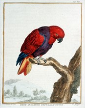 A. Vosmaer, recueil d'animaux rares, quadrupèdes, oiseaux et serpents, des indes Orientales et Occidentales