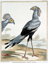 A. Vosmaer, recueil d'animaux rares, quadrupèdes, oiseaux et serpents, des indes Orientales et Occidentales