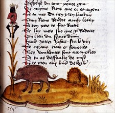 Manuscrit d'Henry de Ferrières, le livre du Roy Modus et de la Royne Ratio, sanglier