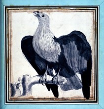 Vosmaer, "Collection of rare animals, quadrupeds, birds and serpents, from Eastern and Western India"