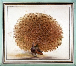 Manuscrit de Mathurin Jacques Brisson, "desseins originaux de l'ornitologie ou Méthode contenant la division des Oiseaux en ordres, sections, espèces et leurs variétés : paon