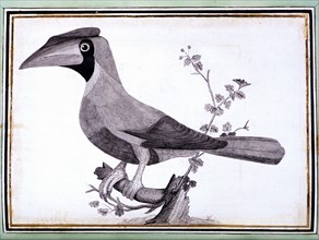 Manuscrit de Mathurin Jacques Brisson, "desseins originaux de l'ornitologie ou Méthode contenant la division des Oiseaux en ordres, sections, espèces et leurs variétés