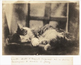 Mouche, chatte d'Auguste Vacquerie