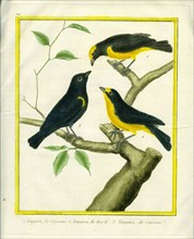 Cayenne and Brasilian Tanagers