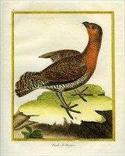 Capercaillie