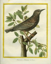 French Starling