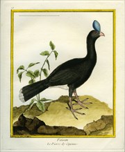 Faisan Le Pierre de Cayenne