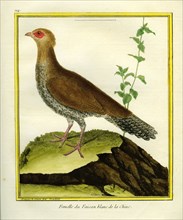 Female White Eared Pheasant