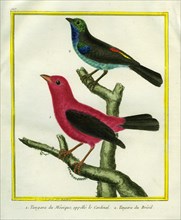 Mexican Tanager and the Brazilian Tanager