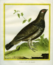 Male Ruffed Grouse
