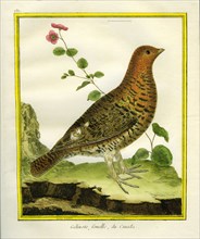 Female Ruffed Grouse