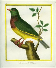 Pigeon vert des Philippines
