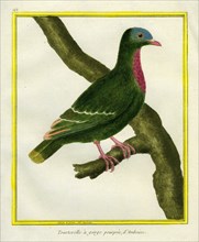 Claret-breasted Fruit-dove