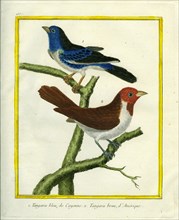 Blue-grey Tanager and Brown Tanager