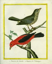 Western Tanager and Flame-rrumped Tanager