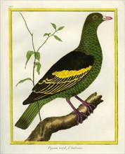 Pigeon vert d'Amboine