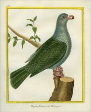 Madagascar Green Pigeon