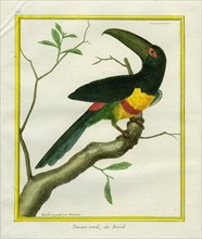 Toucan vert du Brésil